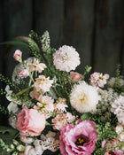 Cosmos 'Double Click Bicolor Pink'