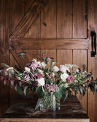 Chocolate Lace Flower 'Dara'
