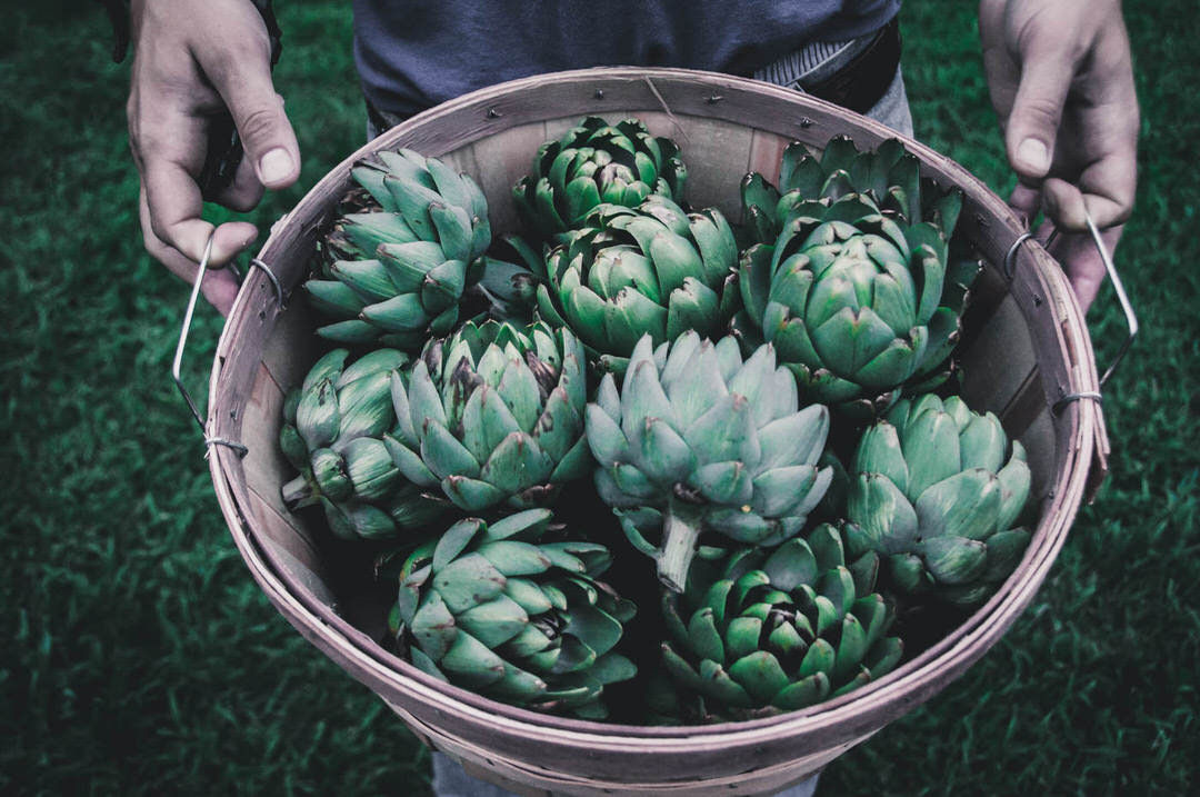 Artichoke Imperial Star Garden