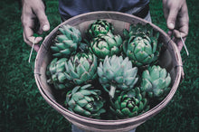 Artichoke Imperial Star Garden