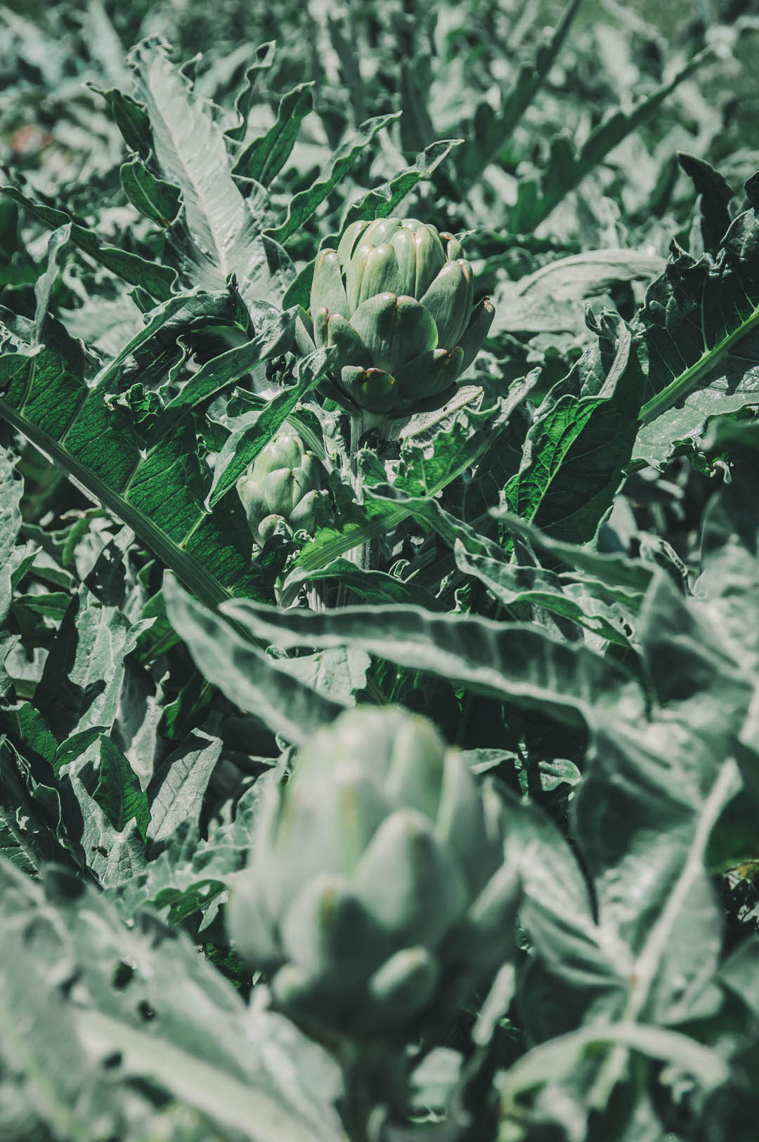 Artichoke Imperial Star Garden