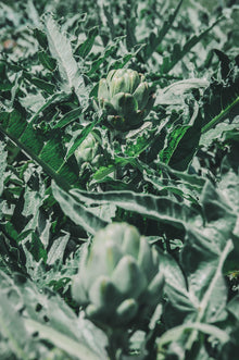 Artichoke Imperial Star Garden