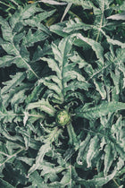 Artichoke Imperial Star Garden