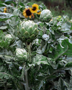 Artichoke Imperial Star Garden