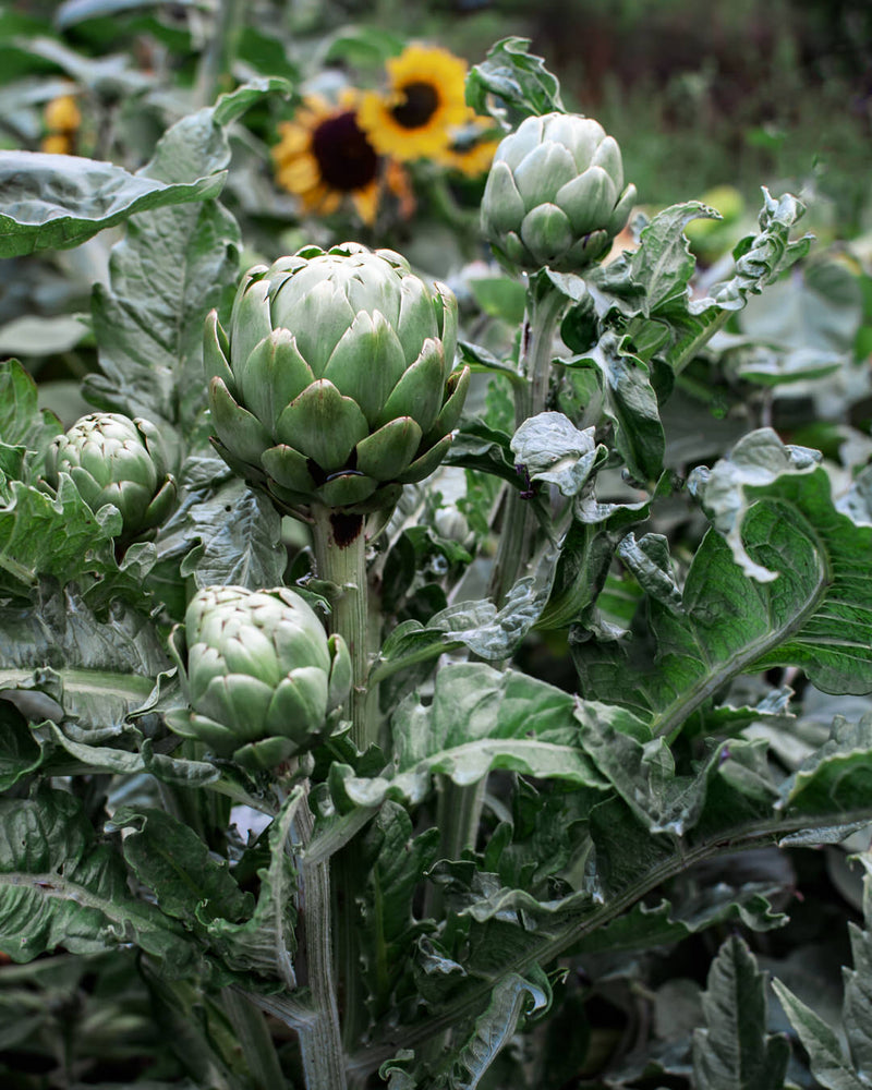 Artichoke Imperial Star Garden