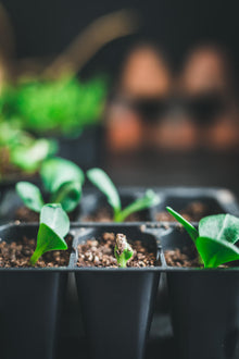 Artichoke Imperial Star Garden