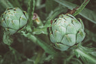 Artichoke Imperial Star Garden
