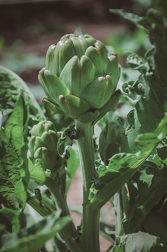 Artichoke Imperial Star Garden