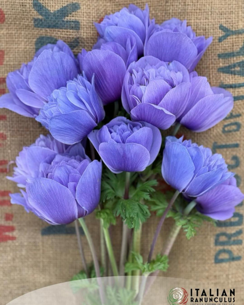 Anemone Italian Levante Azzuro®