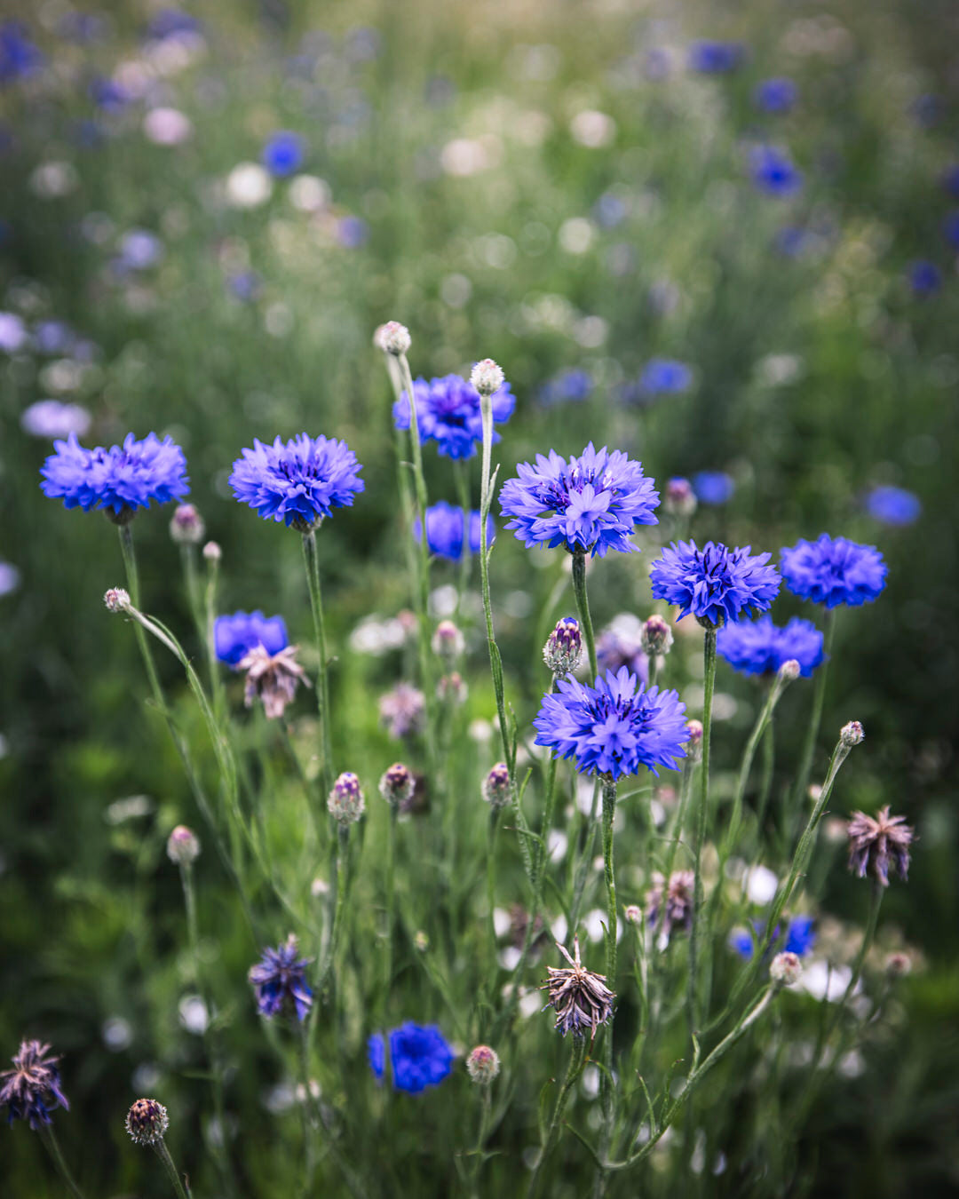 Bachelor's Button 'Choice Mix'