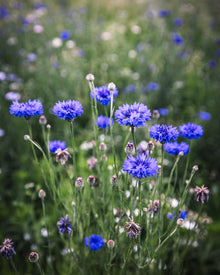 Bachelor's Button 'Choice Mix'