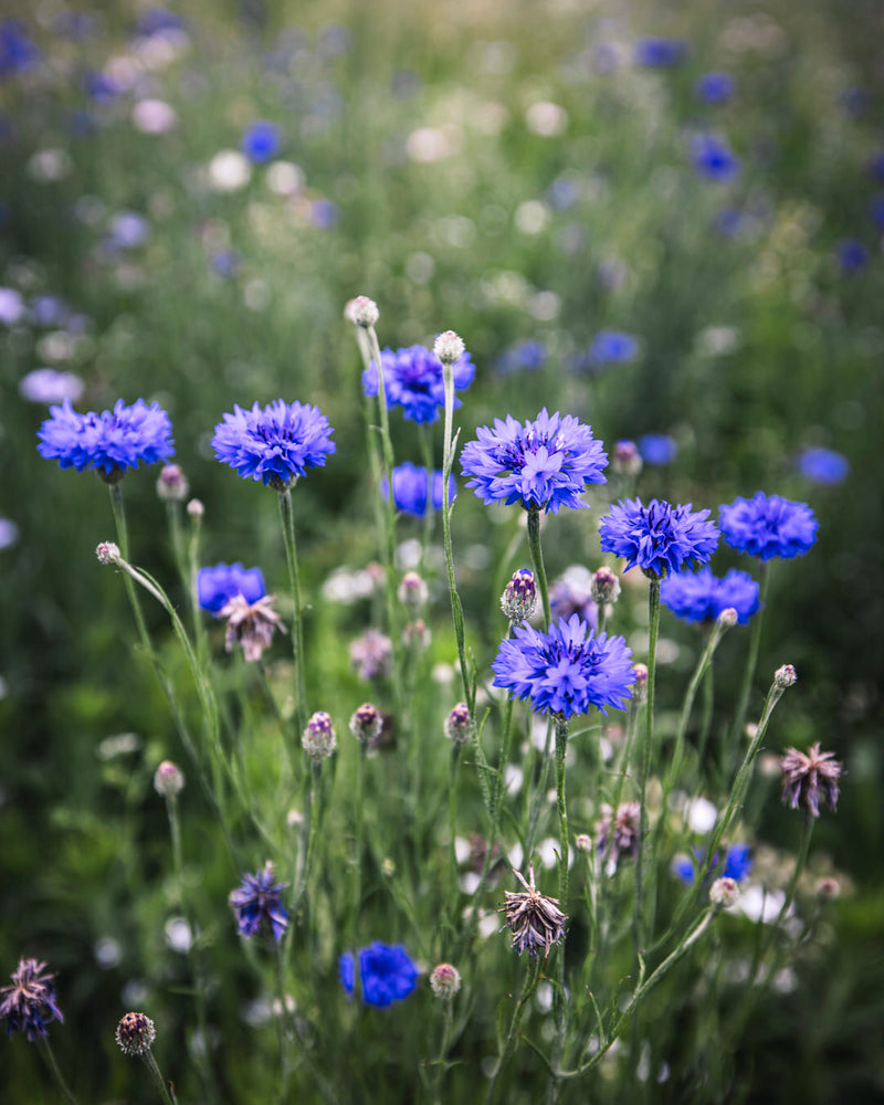 Bachelor's Button 'Choice Mix'