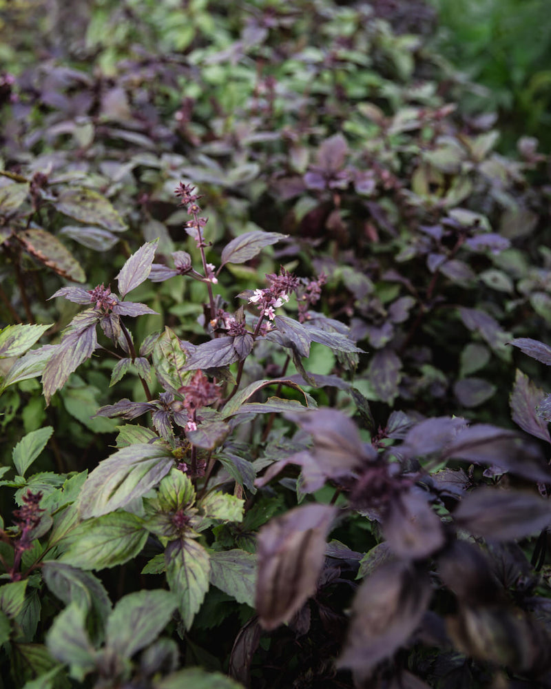 Aromatto Basil