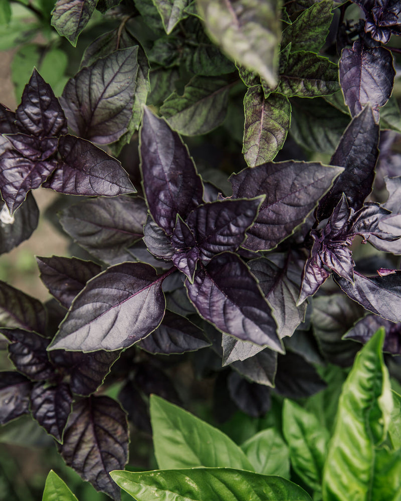 Dark Opal Basil
