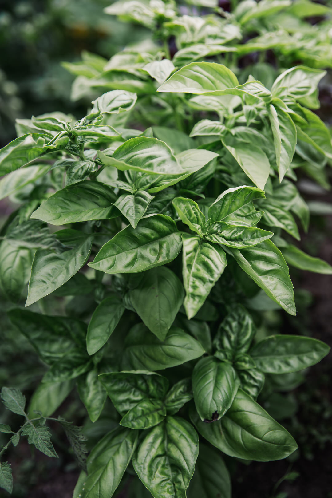 Genovese Basil