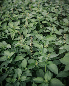 Mrs. Burns' Lemon Basil