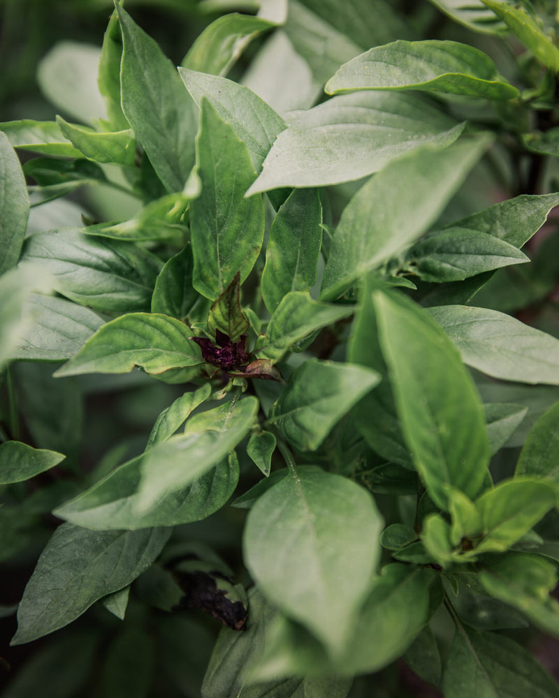 Cinnamon Basil
