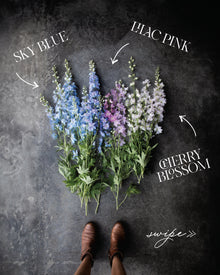 Delphinium 'Magic Fountains Sky Blue White Bee'