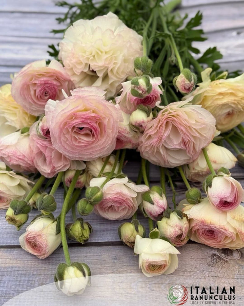 Ranunculus Italian Elegance Bianco Sfumato®