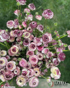 Ranunculus Italian Elegance Bianco Striato®