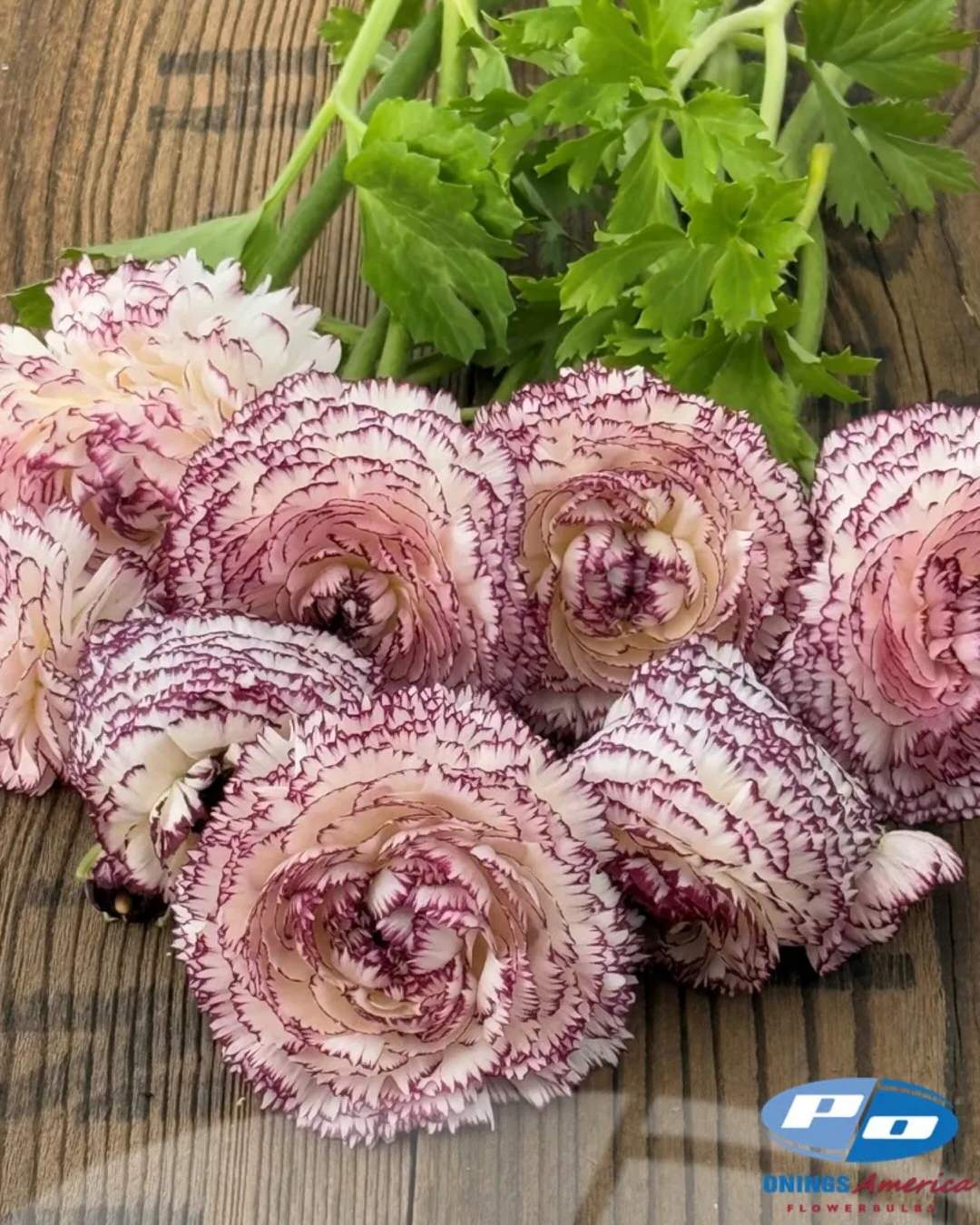 Ranunculus Italian Elegance Bianco Striato®