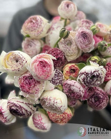 Ranunculus Italian Elegance Bianco Striato®