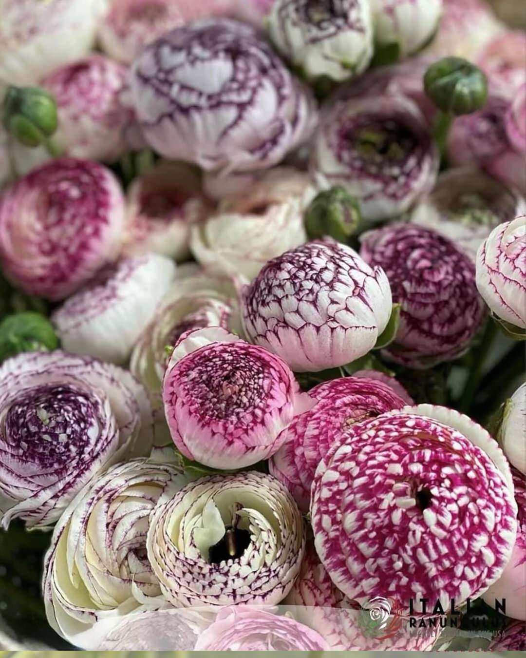 Ranunculus Italian Elegance Bianco Striato®