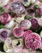 Ranunculus Italian Elegance Bianco Striato®