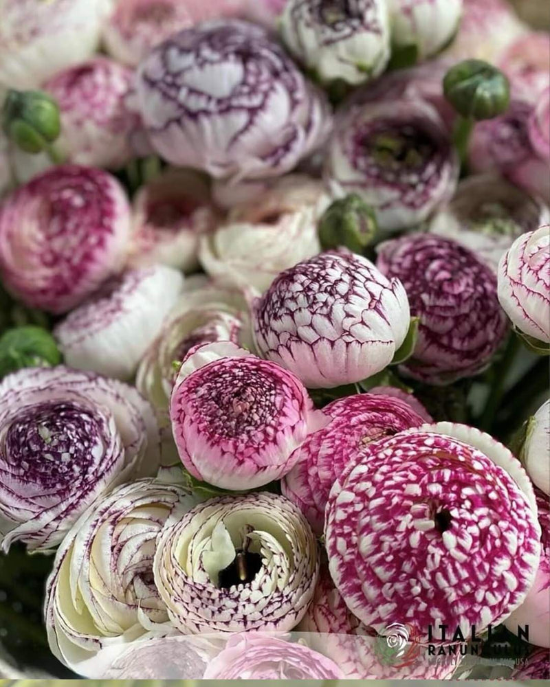 Ranunculus Italian Elegance Bianco Striato®