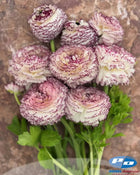 Ranunculus Italian Elegance Bianco Striato®