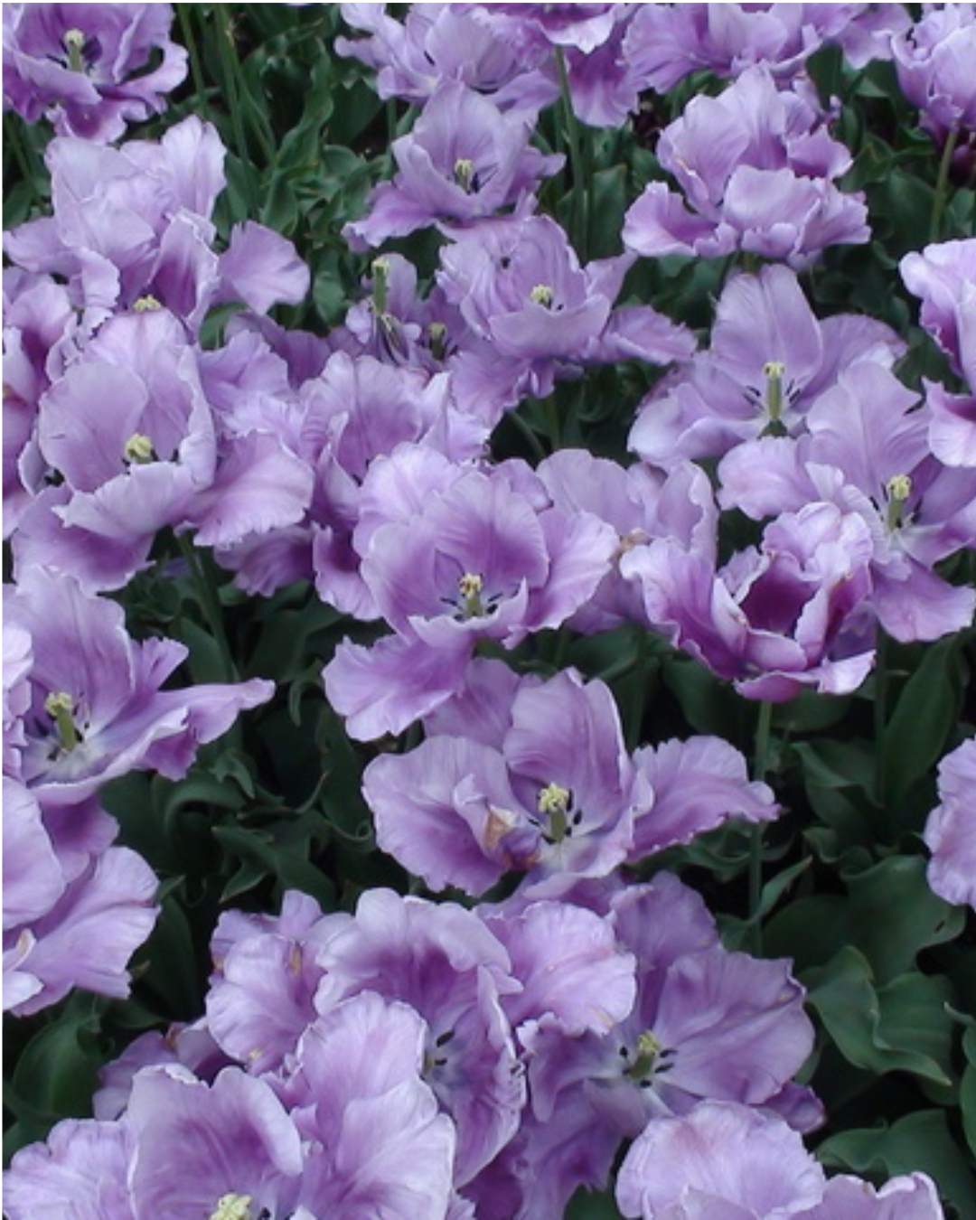 Tulip 'Blue Parrot'