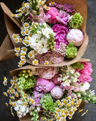Peony 'Sarah Bernhardt' (Premium 5–8 eye) PBF Favorite