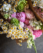 Feverfew 'Vegmo Single'