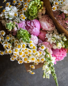 Feverfew 'Vegmo Single'