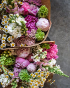 Peony 'Sarah Bernhardt' (Premium 5–8 eye) PBF Favorite