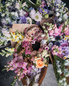 Snapdragon 'Avignon (Costa) Apricot II'
