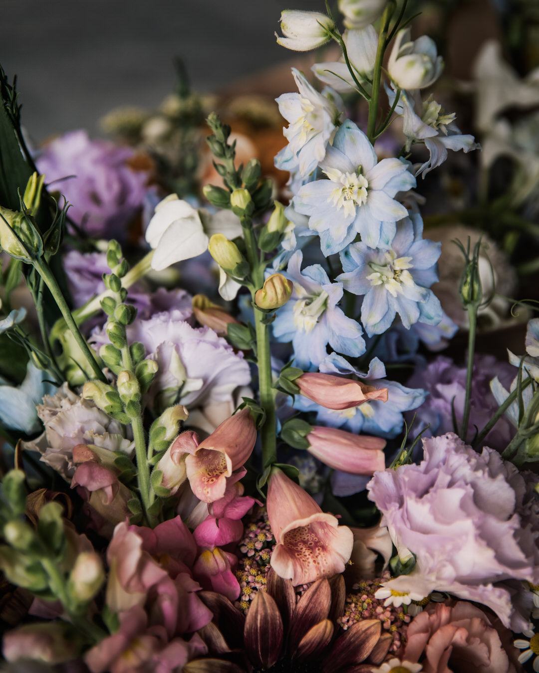 Delphinium 'Magic Fountains Sky Blue White Bee'