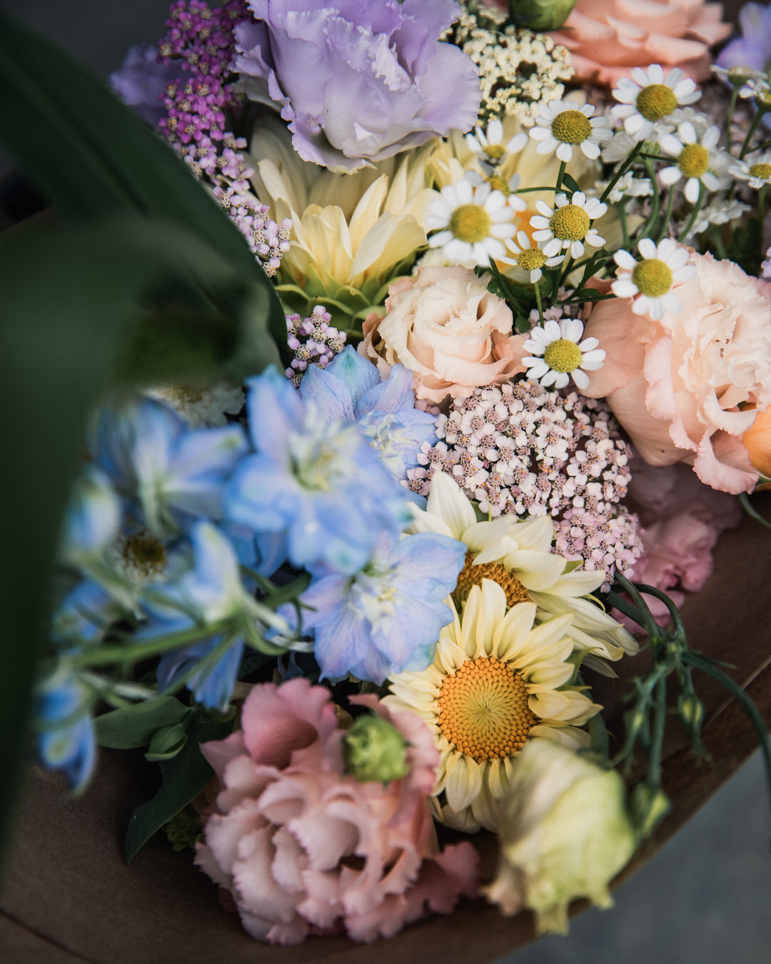 Sunflower 'ProCut® White Lite'