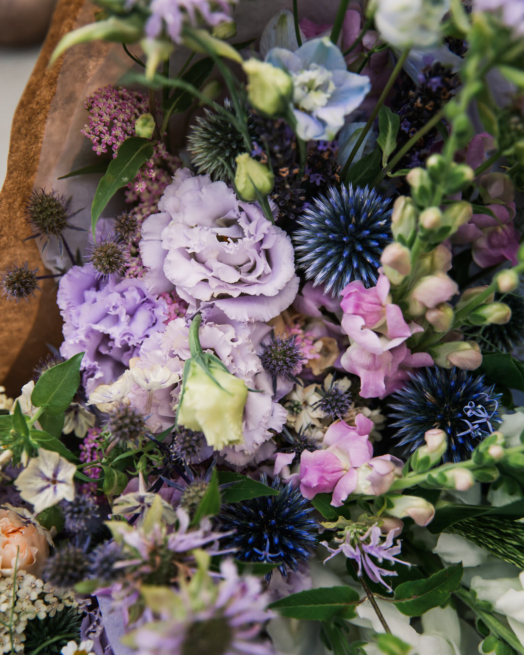 Echinops Globe Thistle Seeds