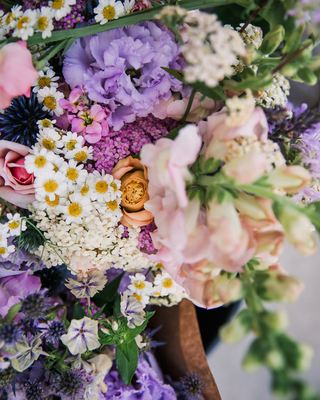 Yarrow 'Summer™ Pastels'