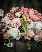 Peony 'Coral Charm' (3-5 eye)