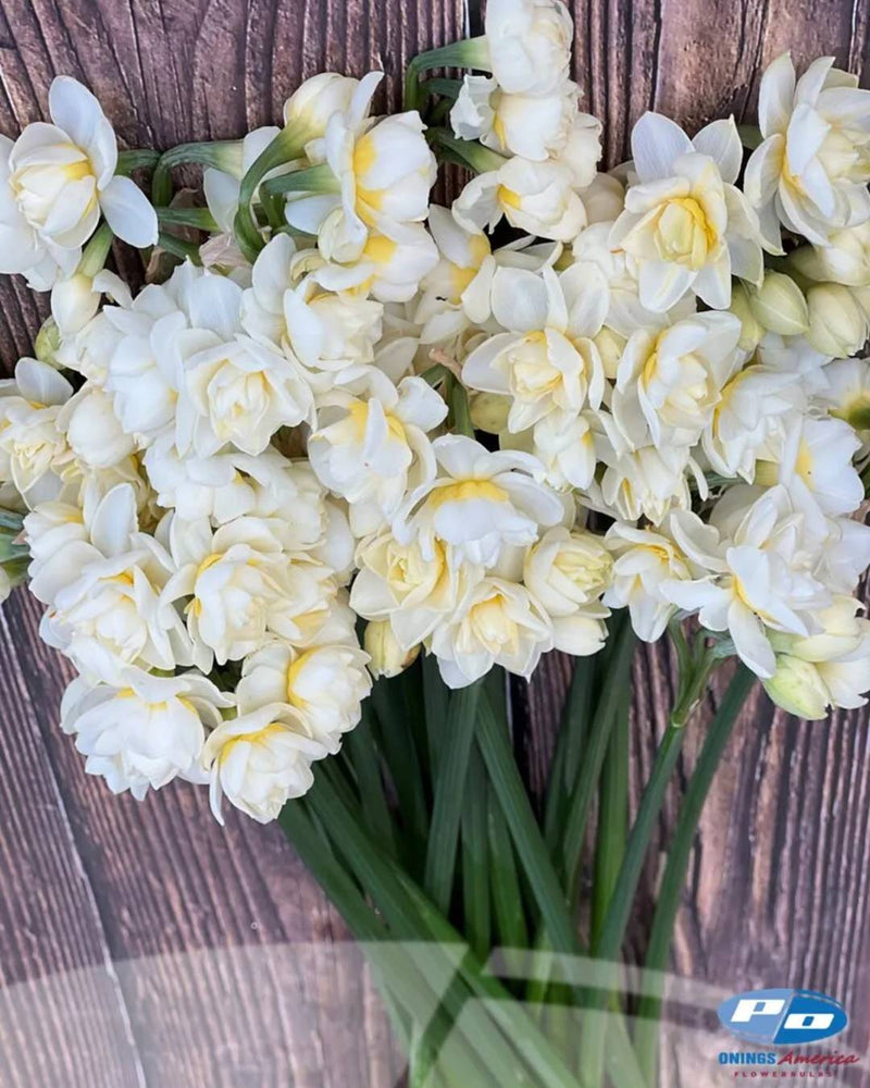 Narcissus 'Bridal Crown'