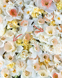 Narcissus 'British Gamble'