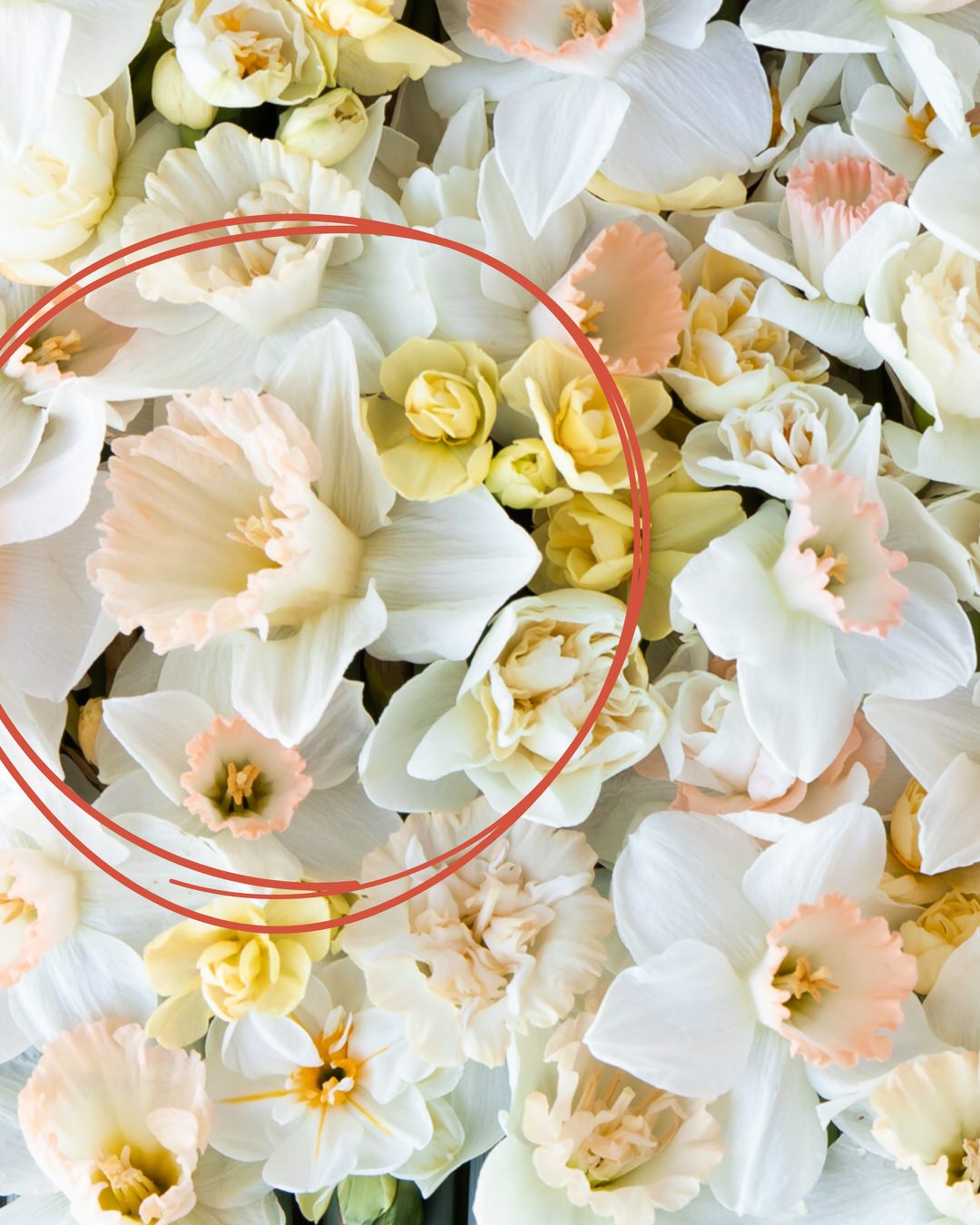 Narcissus 'British Gamble'