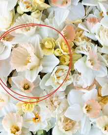 Narcissus 'British Gamble'
