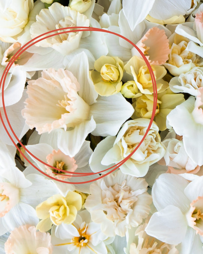 Narcissus 'British Gamble'