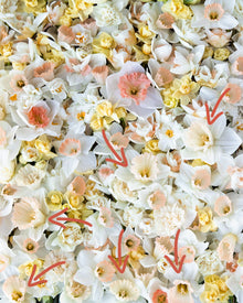 Narcissus 'British Gamble'