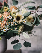 Eucalyptus 'Silver Plate'