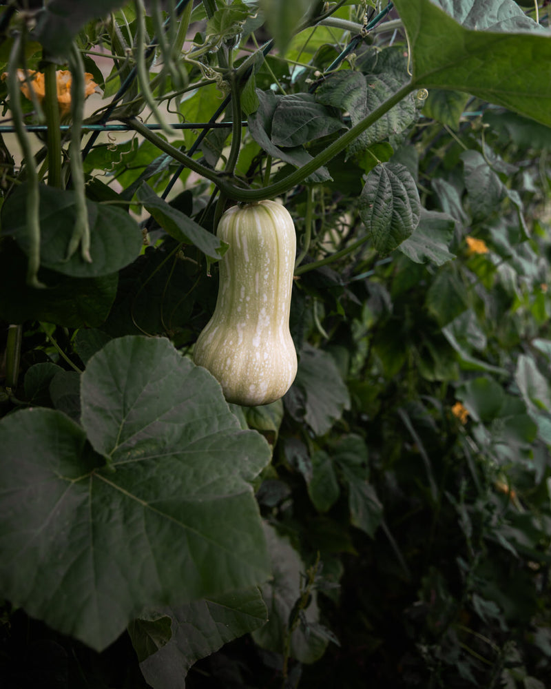 Squash, Winter 'Waltham Butternut'