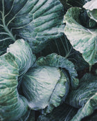 Cabbage 'Brunswick'